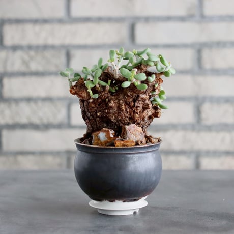 ピグマエア | STORES