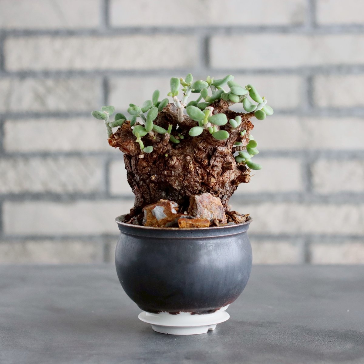 早い者勝ち特価！ 長期管理 現地球 ケラリア ピグマエア 中川智治 作家鉢 コレクション株 ケラリア ピグマエア 現地株 現地球 長期管理