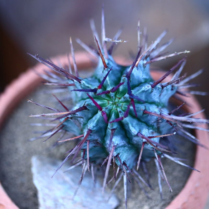 ユーフォルビア ホリダ (赤棘タイプ)／Euphorbia horrida no.