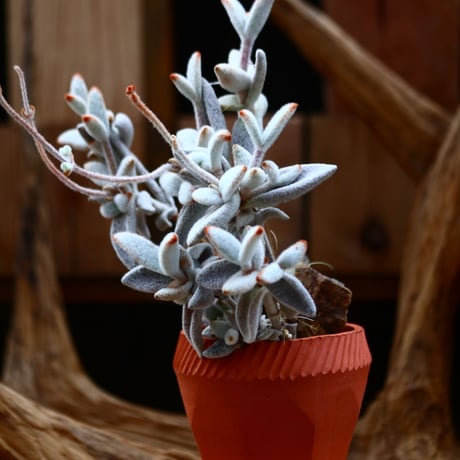 カランコエ  セピア / Kalanchoe eriophylla  no.22684