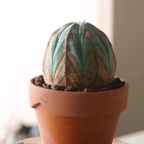 Euphorbia obesa × YAMABACHI var. N/OH  no.905-23