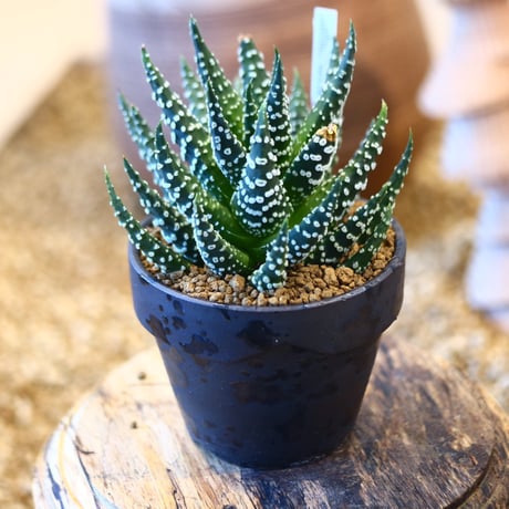 十二の巻 | STORES