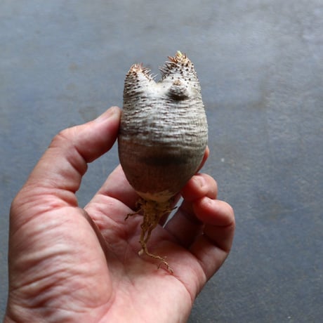 パキポディウム グラキリス 抜苗  Pachypodium rosulatum var. gracilius no.92903
