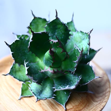 アガベ ホリダ    Agave horrida     no.1025-6