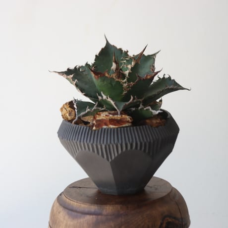 U.S. solareclipse (Agave titanota solareclipse) / Style of Chika × N/OH　no.1227-54