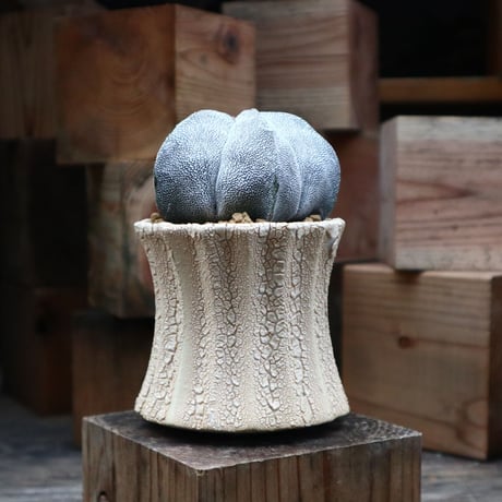 アストロフィツム  恩塚ランポー玉 ／Astrophytum myriostigma cv.　no.92509