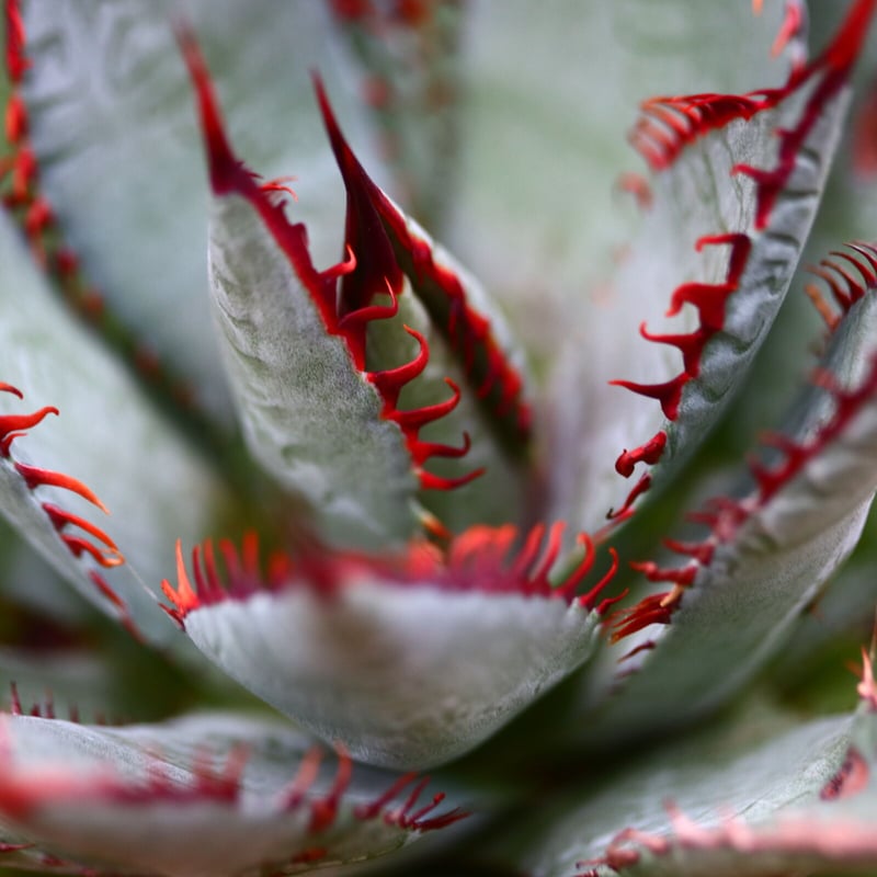 マンガベ トゥースフェアリー／Mangave tooth fairy no.91239