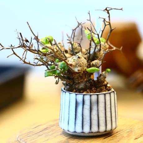 Tylecodon reticulate × N/OH  no.31003