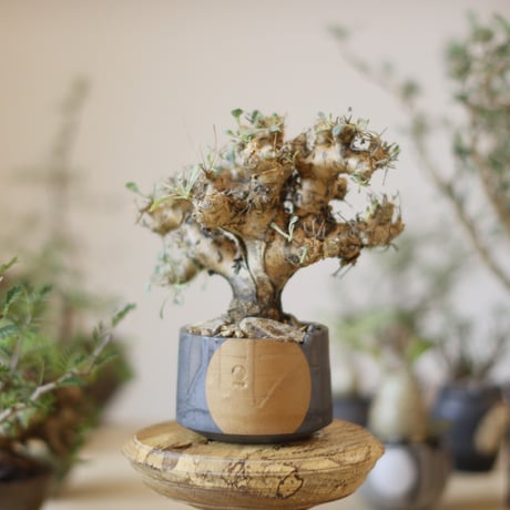 オトンナユーフォルビオイデス | STORES