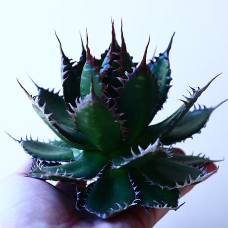 アガベ ホリダ   Agave horrida   no.41213