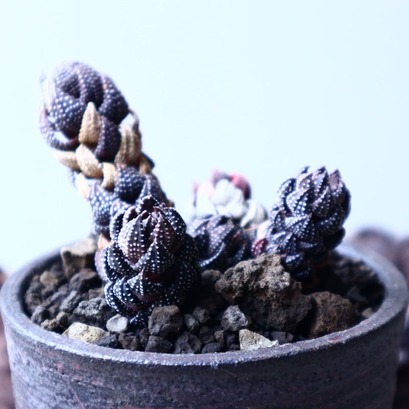 Haworthia Revisited ハオルチア 洋書 Haworthia Revisited ハオルチア 洋書 【Plant Tour】SUB │ 41種類の