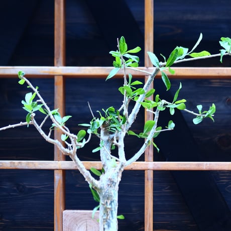 コミフォラ ラミー／Commiphora  lamii  no.82249