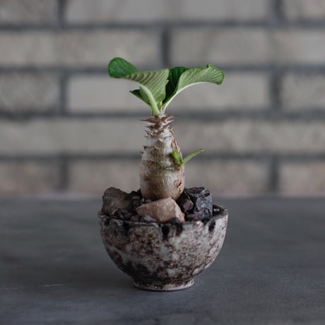 Pachypodiu windsorii × takero pot (2.5号)  no.817-21