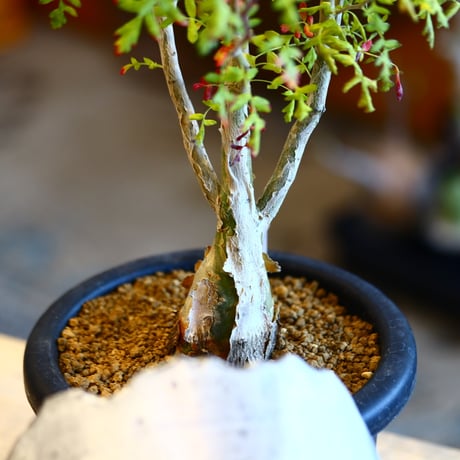 'ハルコイ´セット (N/OH × Pachycormus discolor)  no.30380
