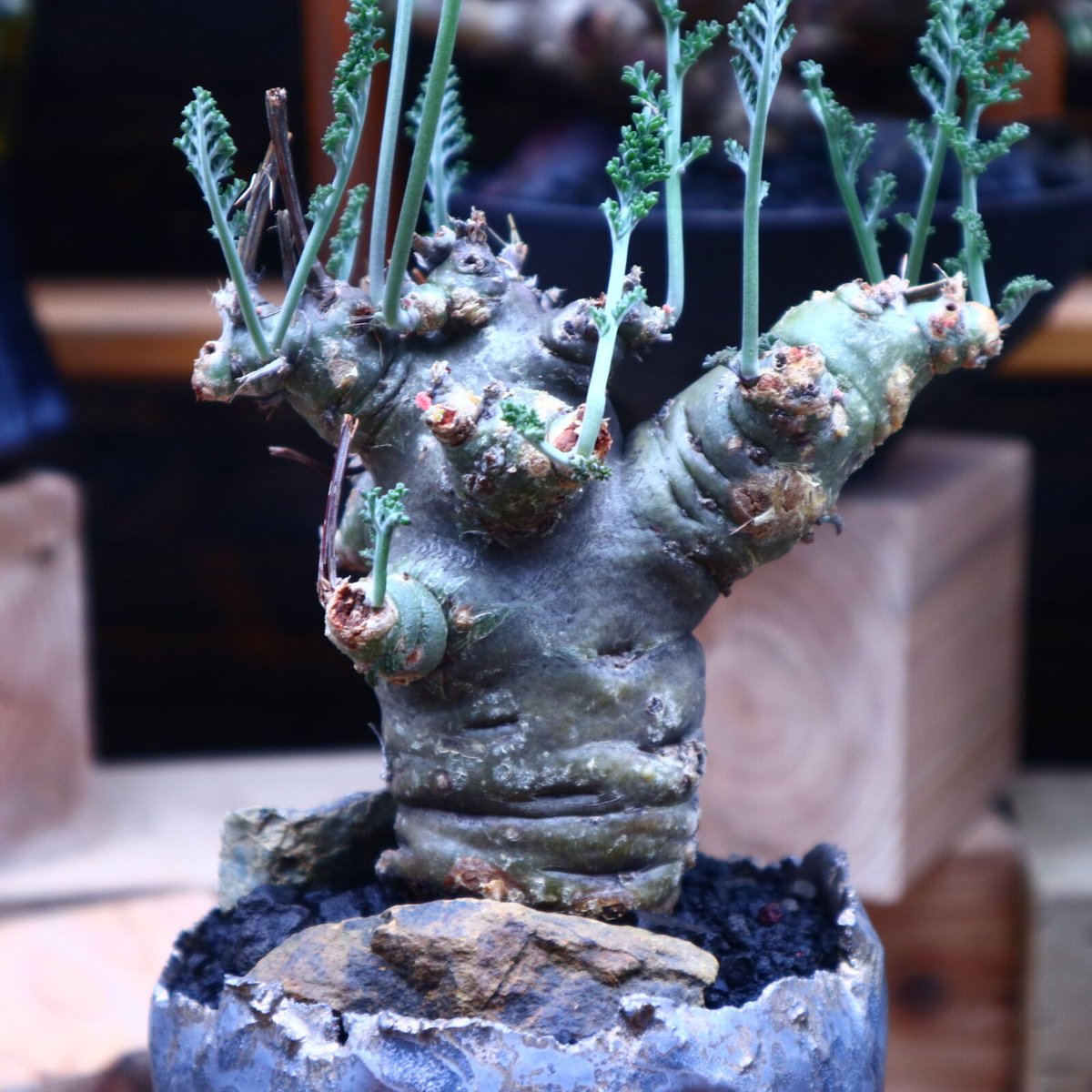 ペラルゴニウム カルノーサム／Pelargonium carnosum no.53022 |