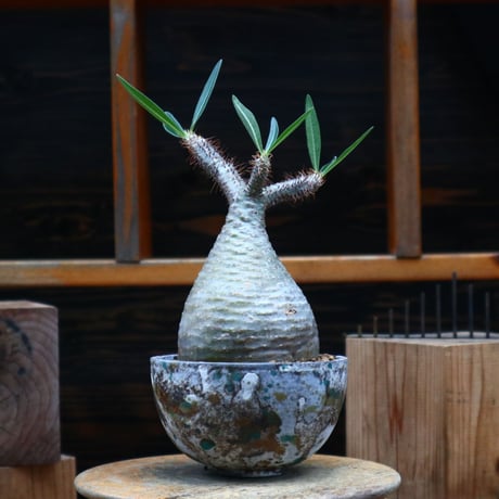 パキポディウム  グラキリス／Pachypodium  gracilius   no.80755