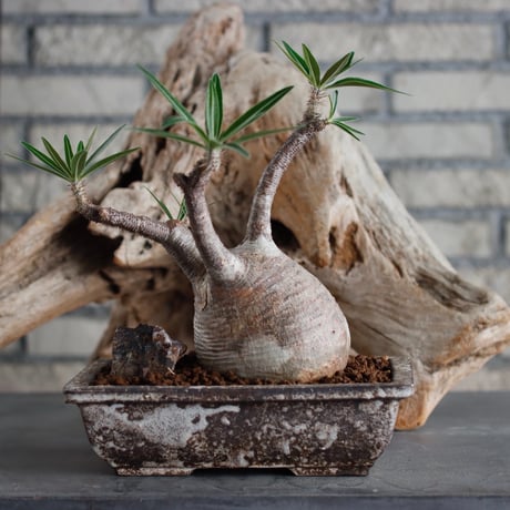 Pachypodium gracilius × takero pot/再盆器 (6号)  no.622-32