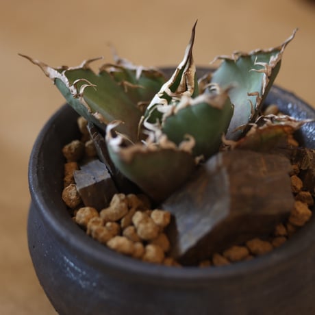 Agave titanota caesar × N/OH    no.117-39