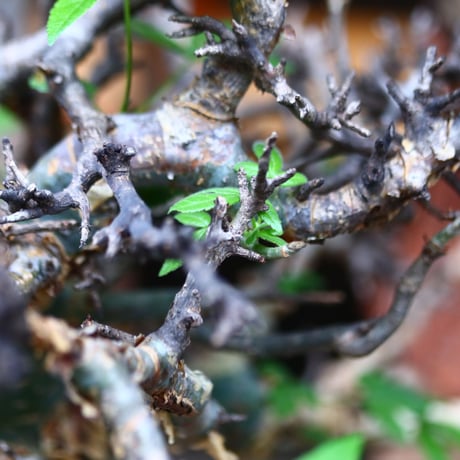 コミフォラ エミニー ／Commiphora eminii   no.72406