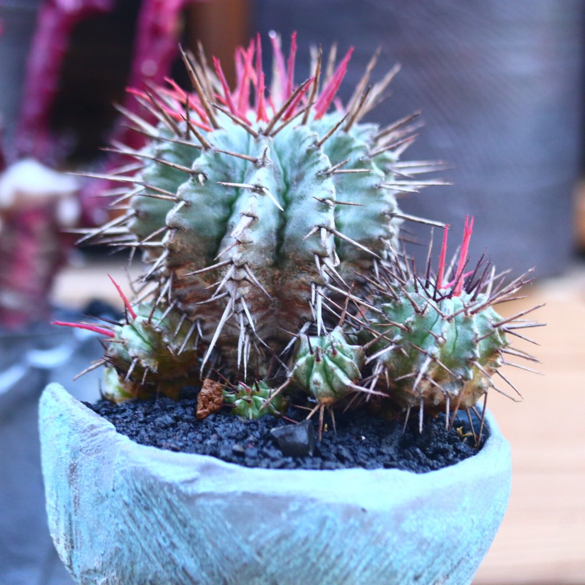 カリフォルニア産 ホリダ ザ・ファームセレクト]ユーフォルビア：ホリダ（実生セレクト株