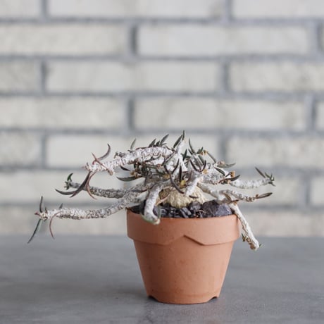 Euphorbia cylindrifolia × YAMABACHI (3号) no.621/45