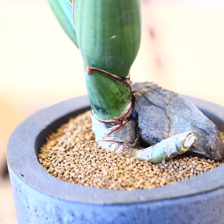 N/OH × Sansevieria ehrenbergii〝Samurai″  no.61849