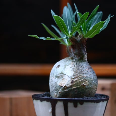 パキポディウム  グラキリス ／Pachypodium  gracilius     no.102473