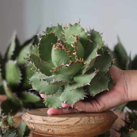 U.S. filigree (Agave titanota filigree) / Style of Chika　no.1130-2