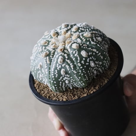 astrophytum  asterias / ロイヤルスーパー兜 (4号鉢)  no.913/7