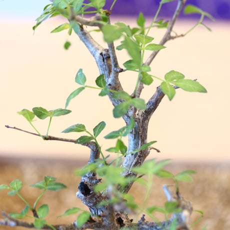 Bursera fagaroides × soso   no.100846
