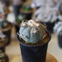 N/OH / コロ鉢 / matt white + dropping / SS no.1