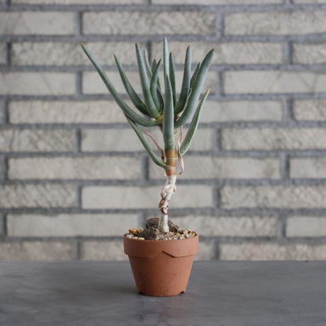 Aloe ramosissima × YAMABACHI (3号)  no.621/25