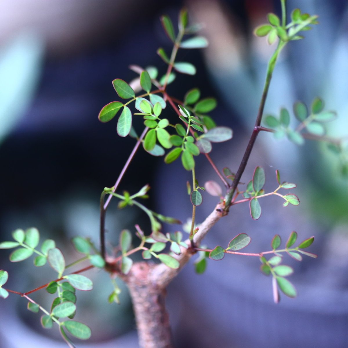 デロニクス デカリー Delonix Decaryi no.61434 | 芽の巣山