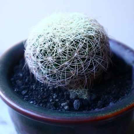 ディスコカクタス   アラネイスピナ  Discocactus arauneispinus   no.20209