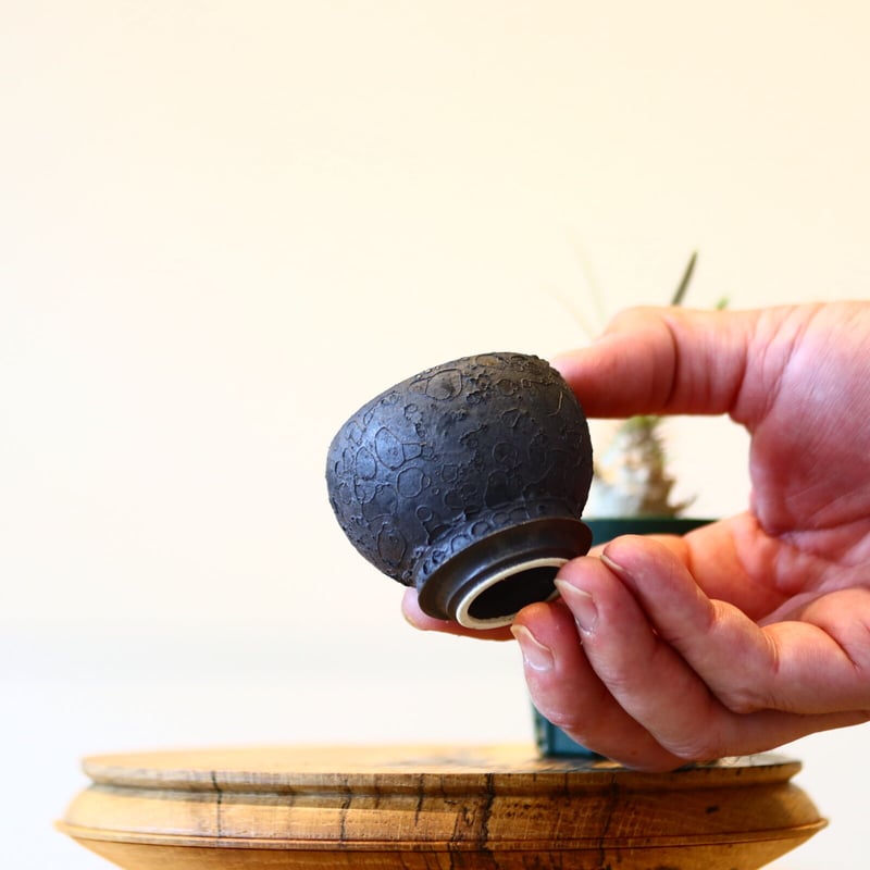 植え替えセット】たけろうポット× パキポディウム グラキリス no.430