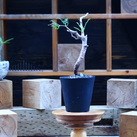 コミフォラ モンストローサ   Commiphora monstrosa   no.82912