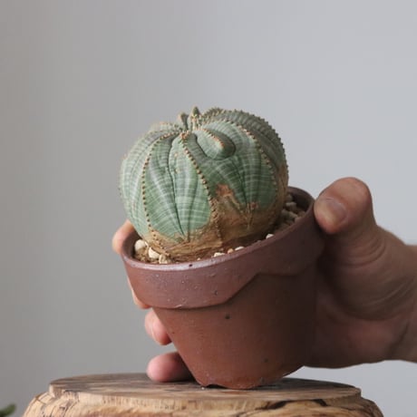 Euphorbia obesa ♀× YAMABACHI var. 六本芽  no.61611