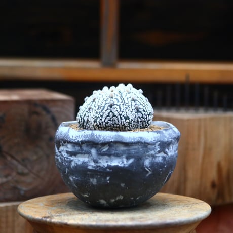アストロフィツム   スーパー兜／Astrophytum asterias 'Super Kabuto'   no.80740