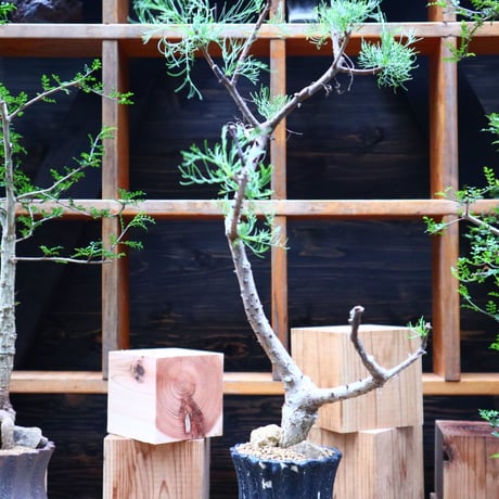 コミフォラ  クラウセリアナ／Commiphora  kraeuseliana   no.62650