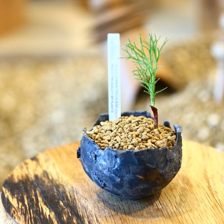 エリオスペルマム | STORES