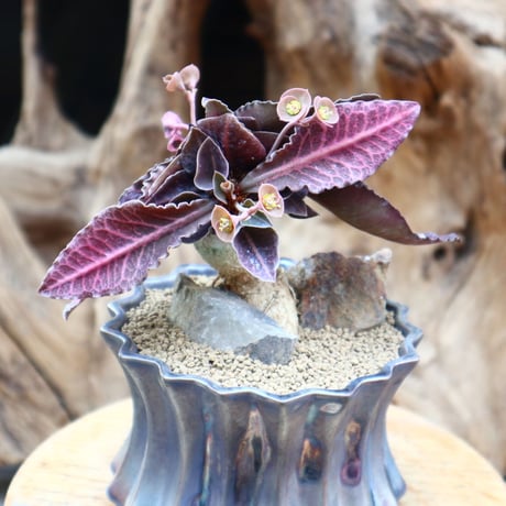 ユーフォルビア  フランコイシー / Euphorbia francoisii   no.31232
