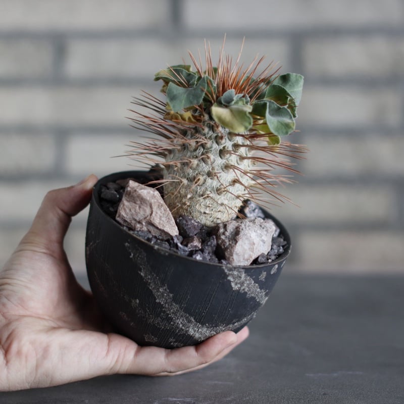 Pachypodium namaquanum (光堂) × 陶器鉢 (4号) no.524