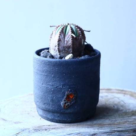 ユーフォルビア  バリダ  hyb.  Euphorbia valida hyb.　no.21654