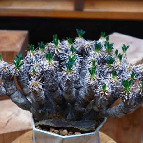 ユーフォルビア   ギラウミニアナ／Euphorbia guillauminiana  no.61940