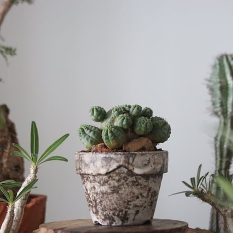 Euphorbia obesa 梵天  × たけろうポット    no.51207