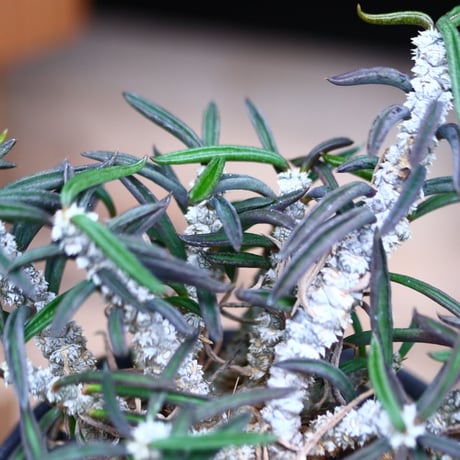 ユーフォルビア キリンドフォリア／Euphorbia cylindrifolia   no.41002