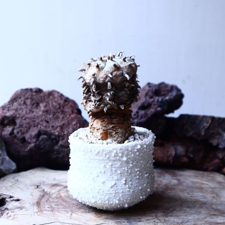 ロフォフォラ 烏羽玉      Lophophora williamsii　 no.22306