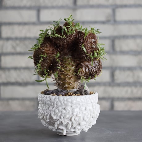 Pachypodium gracilius 綴化 × Yuya Morikawa (3.5号)  no.706-38