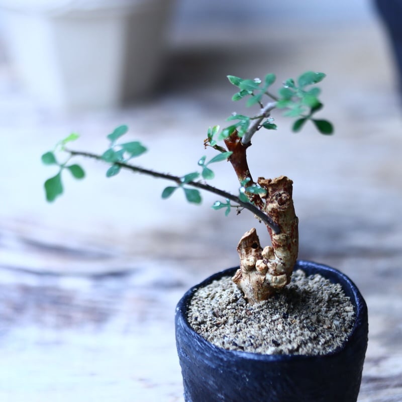アデニア サブセシリフォリア アデニア サブセシリフォリア Adenia subsessilifolia no.9