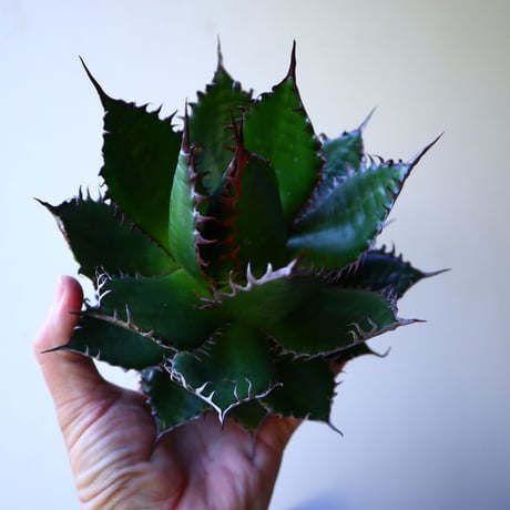 アガベ ホリダ  Agave horrida   no.42804